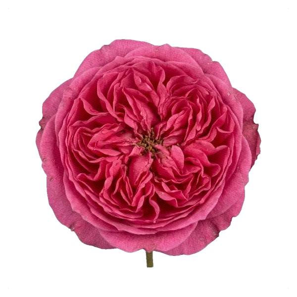 Rosa peonía Pink Piano — full