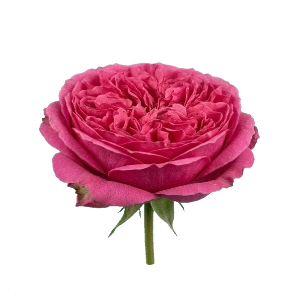 Rosa peonía Pink Piano — side