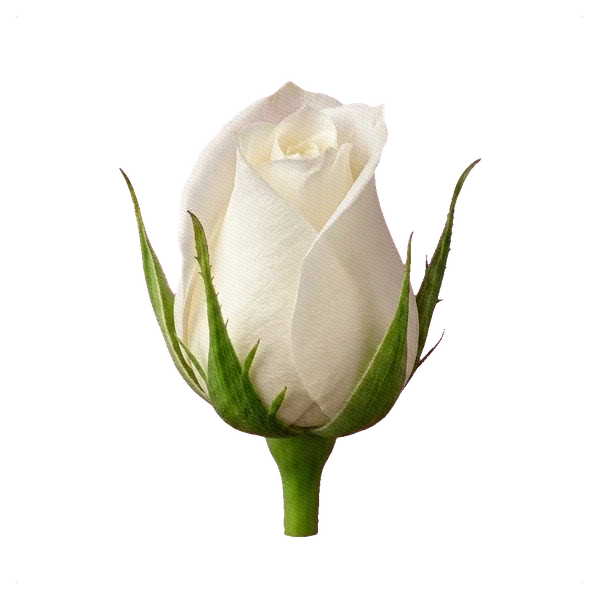 Rosa Playa Blanca — bud