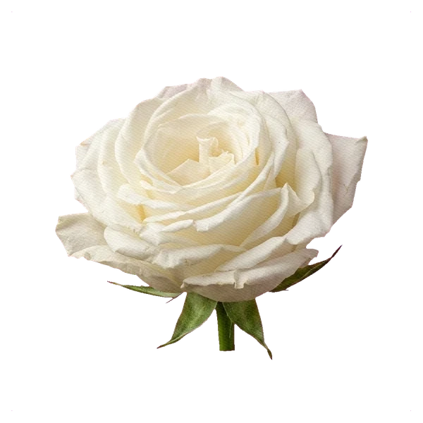 Rosa Playa Blanca — side