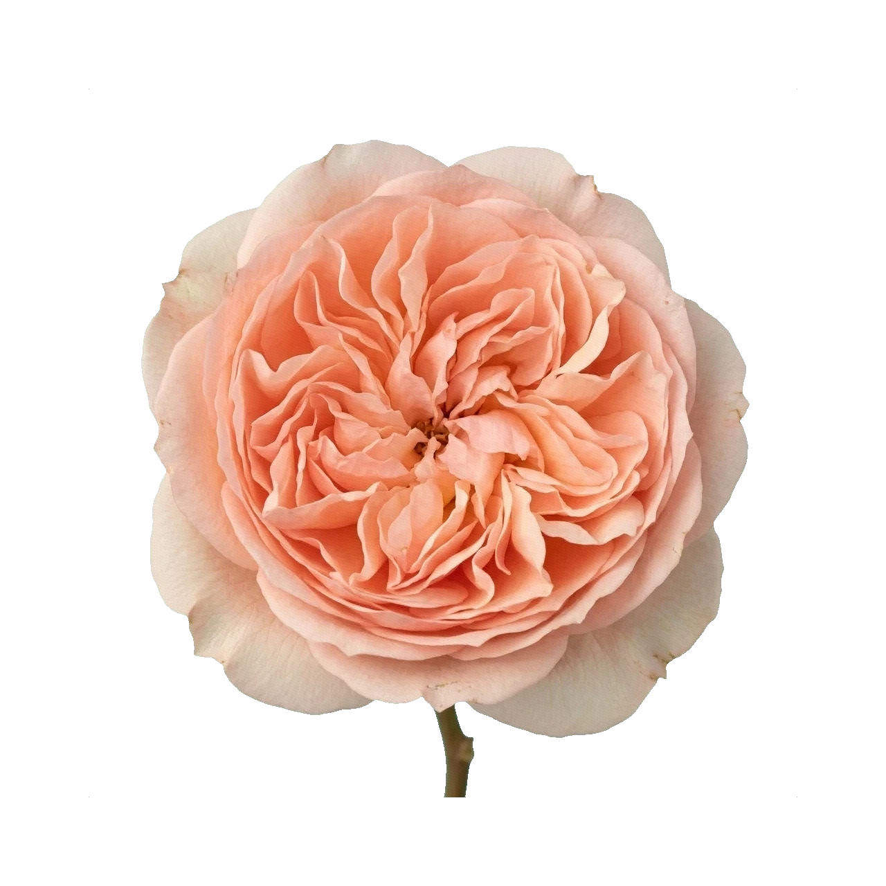 Peony Rose Princess Aiko