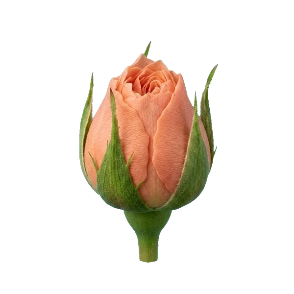 Peony Rose Princess Aiko — bud