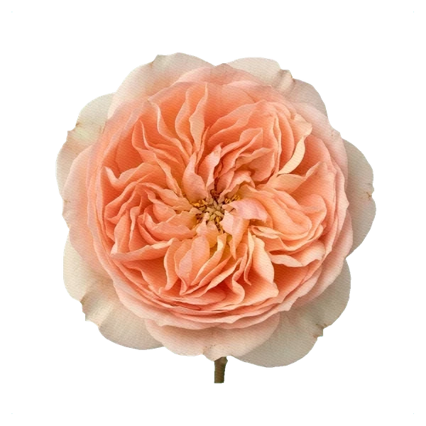 Peony Rose Princess Aiko — full