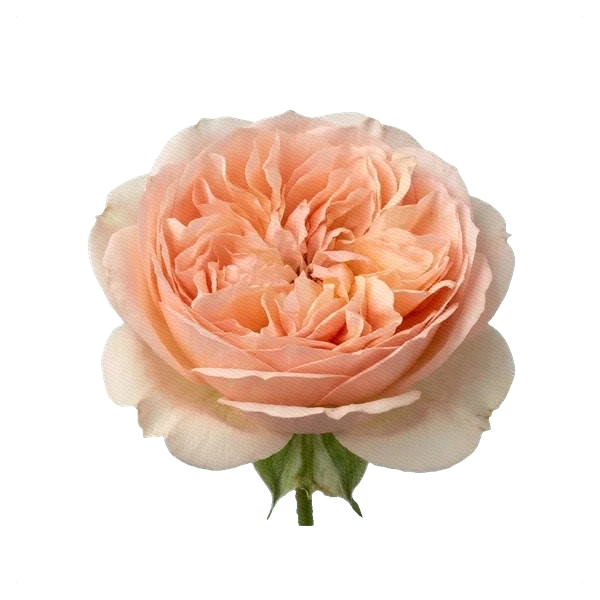 Peony Rose Princess Aiko — side