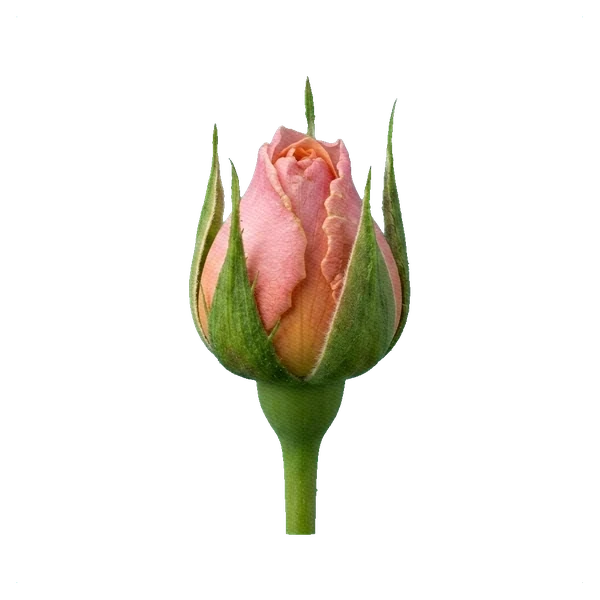 Rosa peonía Princess Charlene — bud