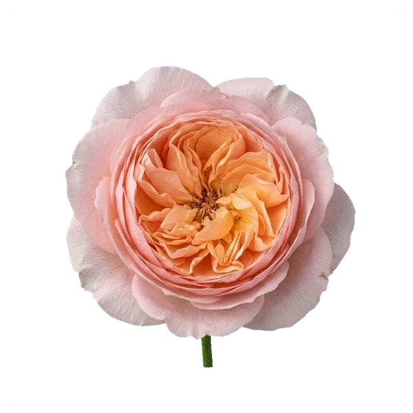 Rosa peonía Princess Charlene — full