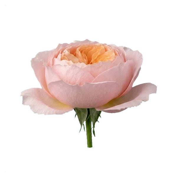 Rosa peonía Princess Charlene — side
