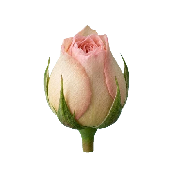 Rosa peonía Princess Hitomi — bud
