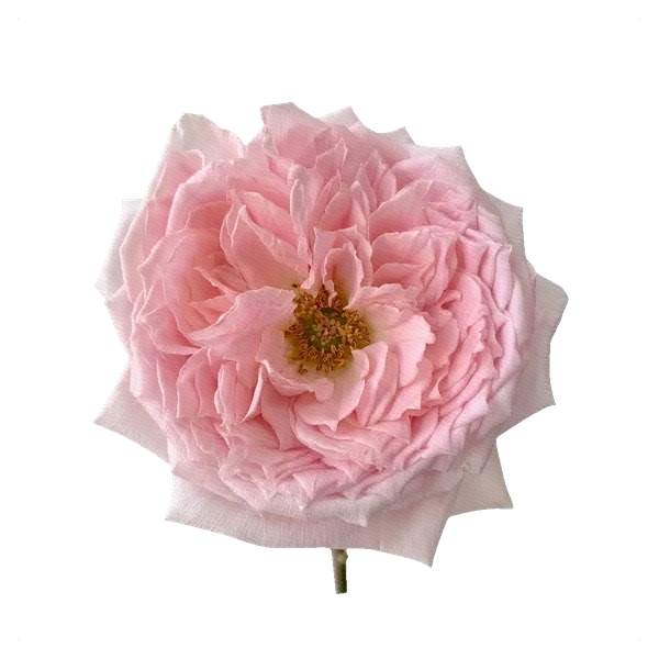 Rosa peonía Princess Hitomi — full