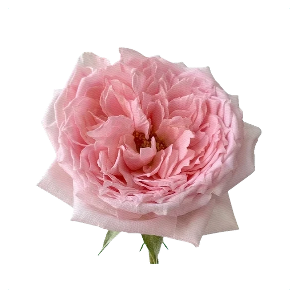 Rosa peonía Princess Hitomi — side