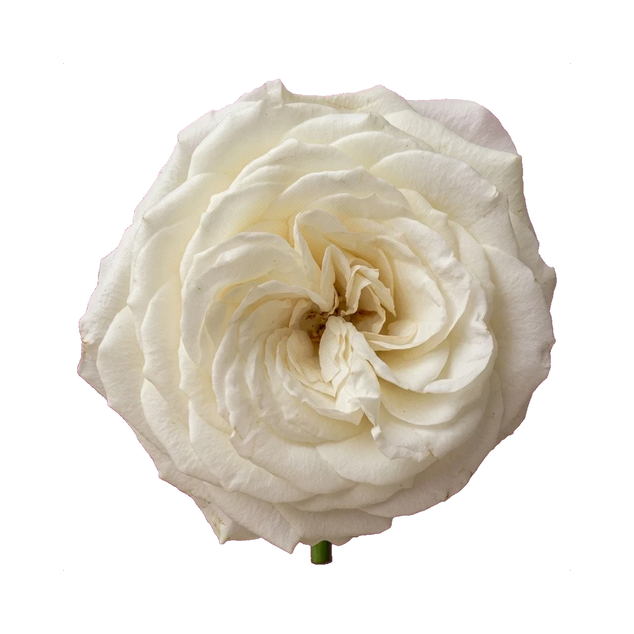 Rose Pure White