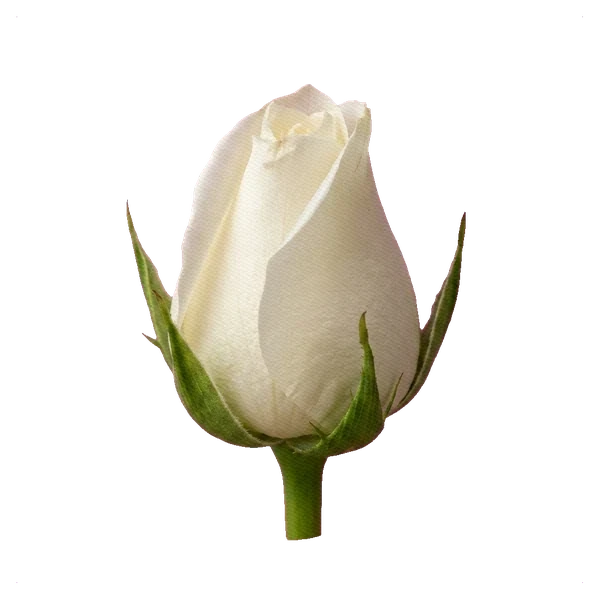 Rose Pure White — bud