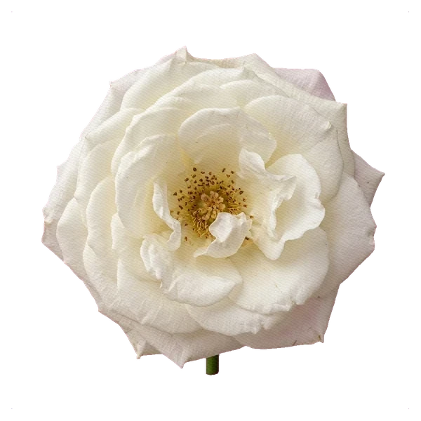 Rose Pure White — full