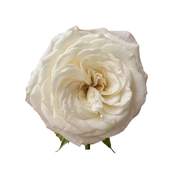 Rose Pure White — side