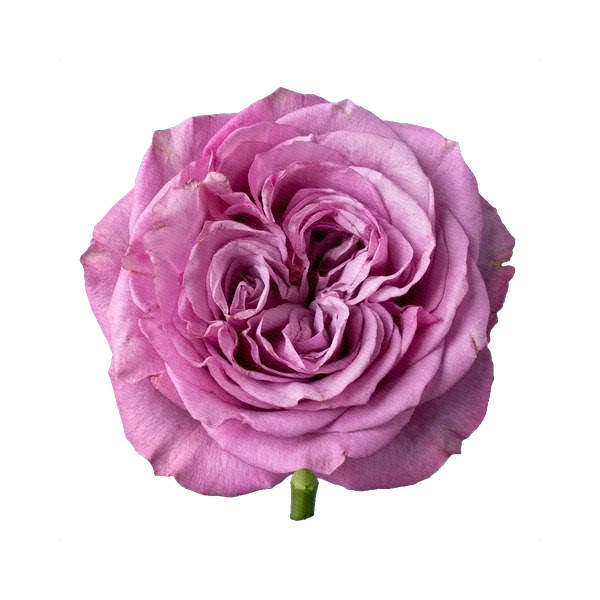 Роза Queen's Crown