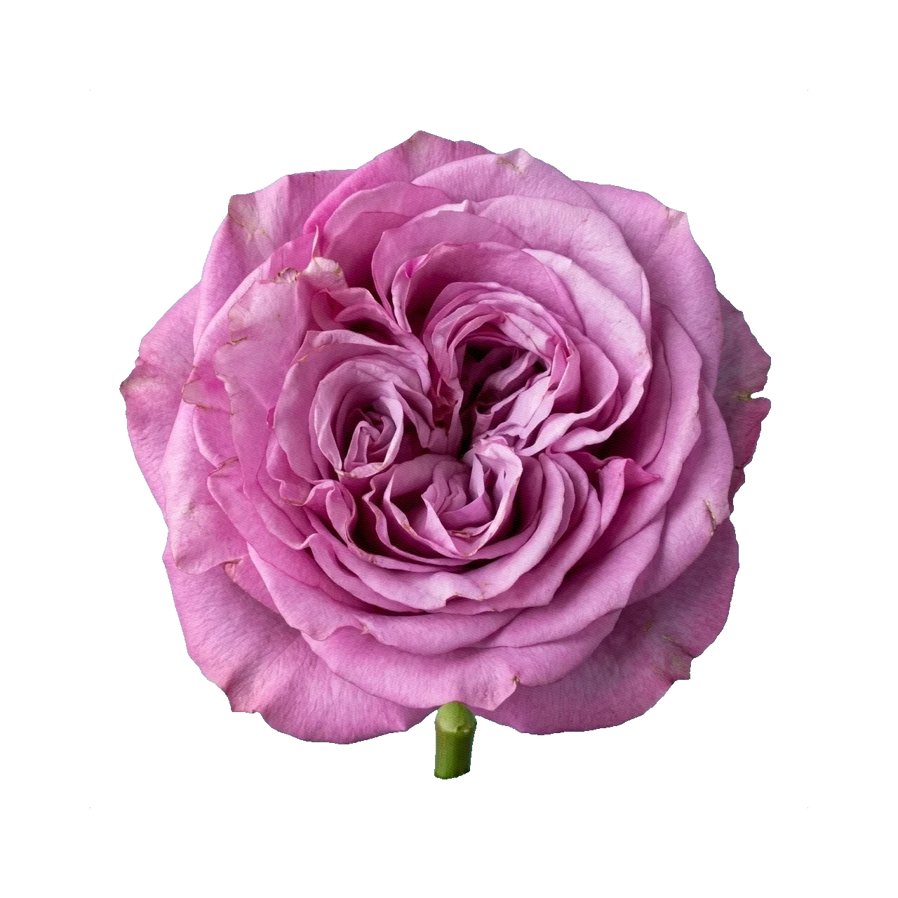 Роза Queen's Crown
