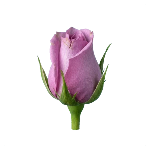 Rose Queen's Crown — bud