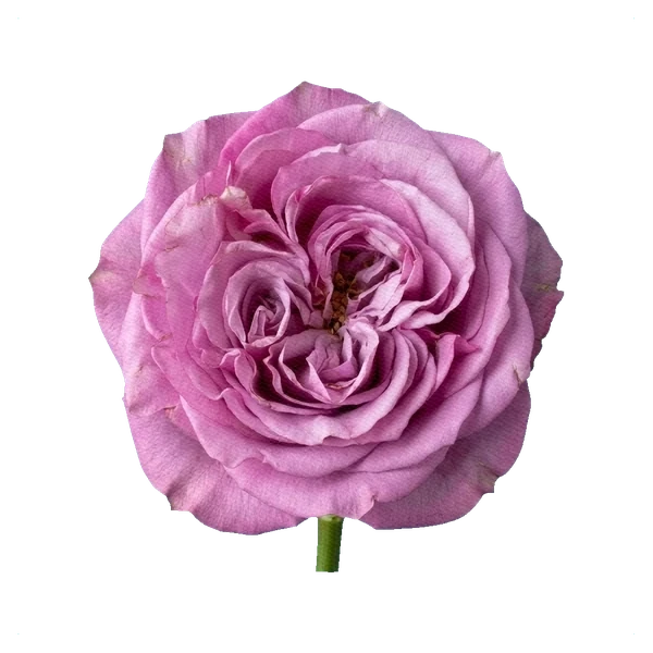 Rose Queen's Crown — full