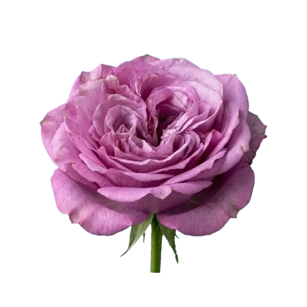 Rose Queen's Crown — side