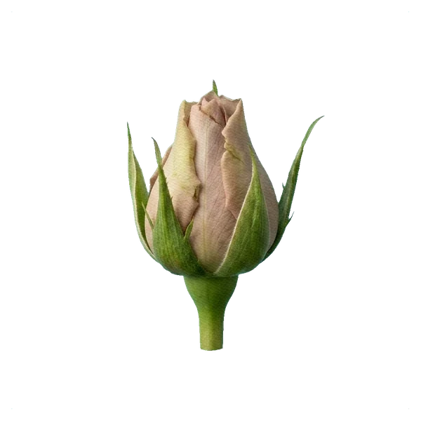Rose Quicksand — bud
