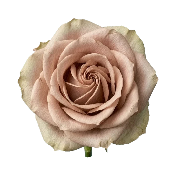 Rose Quicksand — full