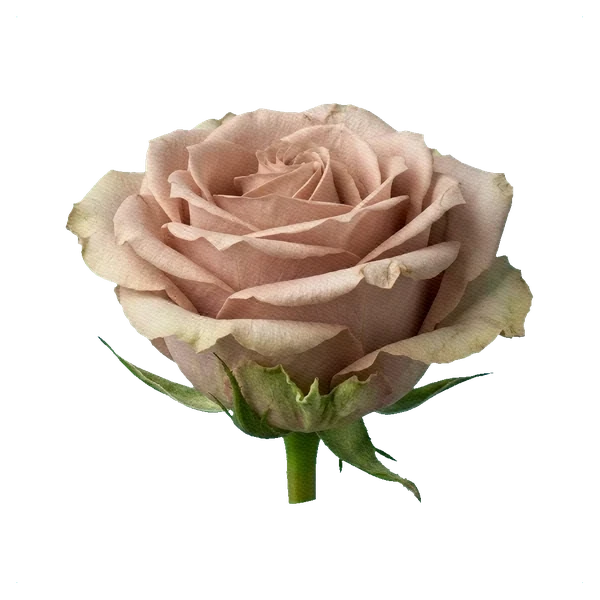 Rose Quicksand — side