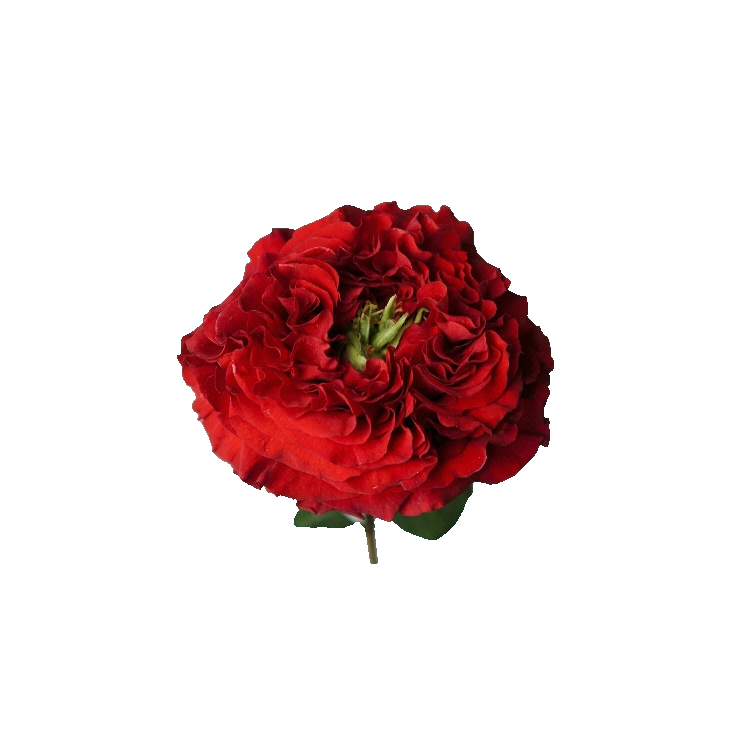 وردة ريد مونستر
