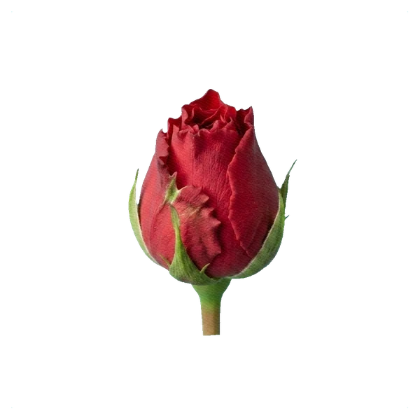 Rose Red Monster — bud