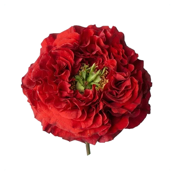 Rose Red Monster — full