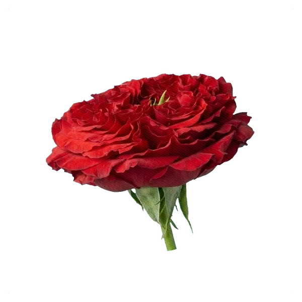 Rose Red Monster — side