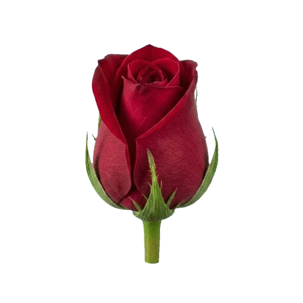 Rose Red Naomi — bud