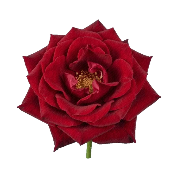 Rose Red Naomi — full