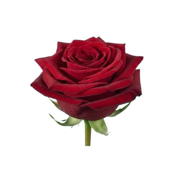 Rose Red Naomi — side