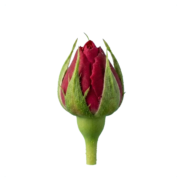 Rosa peonía Red Piano — bud