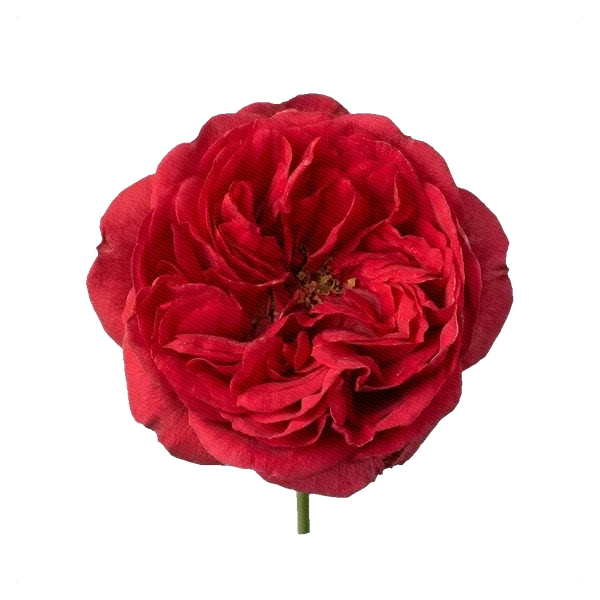 Rosa peonía Red Piano — full