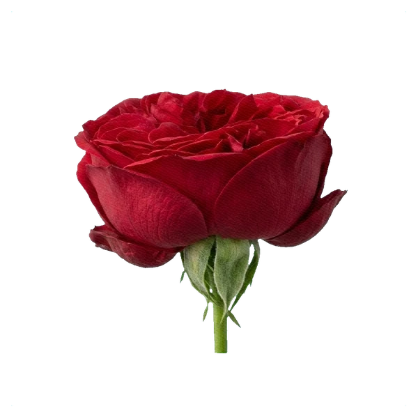 Rosa peonía Red Piano — side