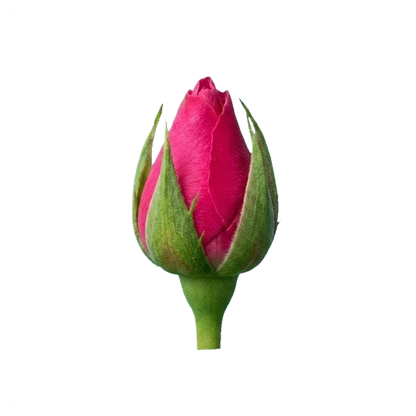 Rose Revival — bud