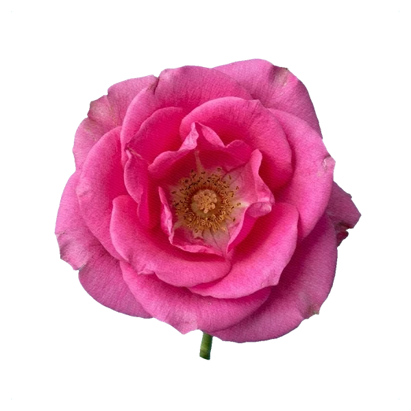 Rose Revival — full