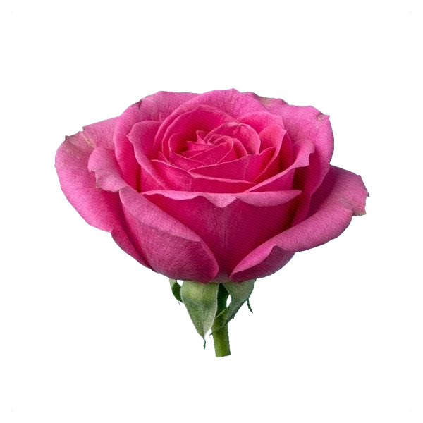 Rose Revival — side