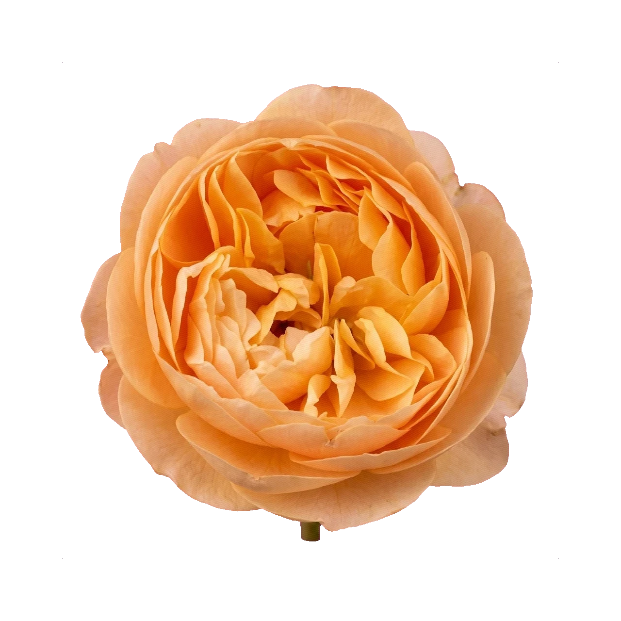 Peony Rose Roald Dahl