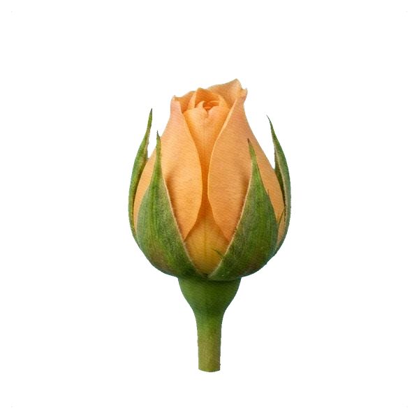 Rosa peonía Roald Dahl — bud