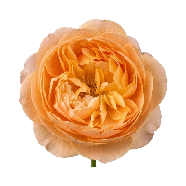 Rosa peonía Roald Dahl — full