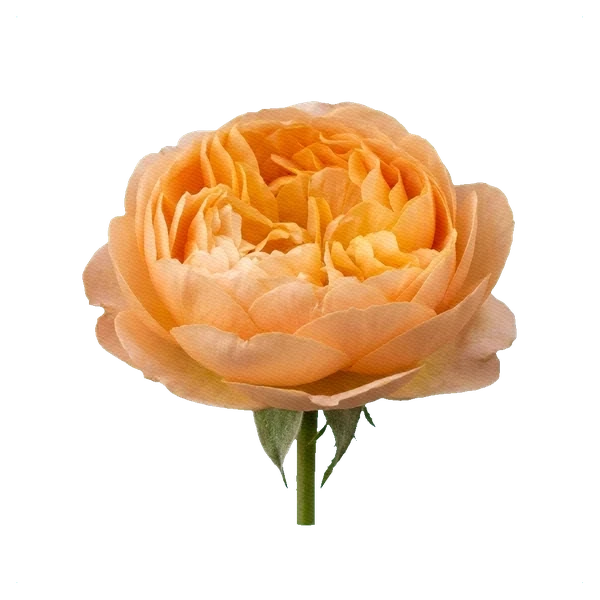 Rosa peonía Roald Dahl — side