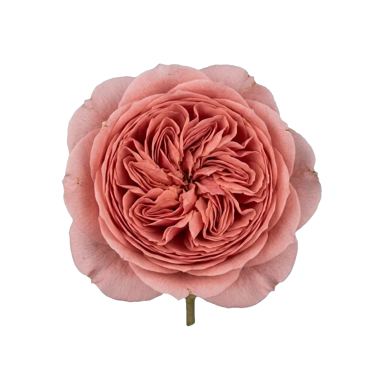 Peony Rose Romantic Antike