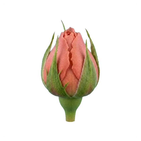 Peony Rose Romantic Antike — bud