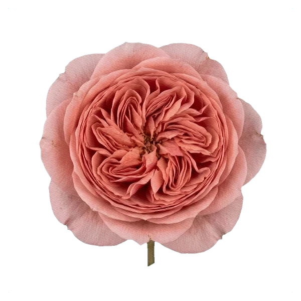 Peony Rose Romantic Antike — full