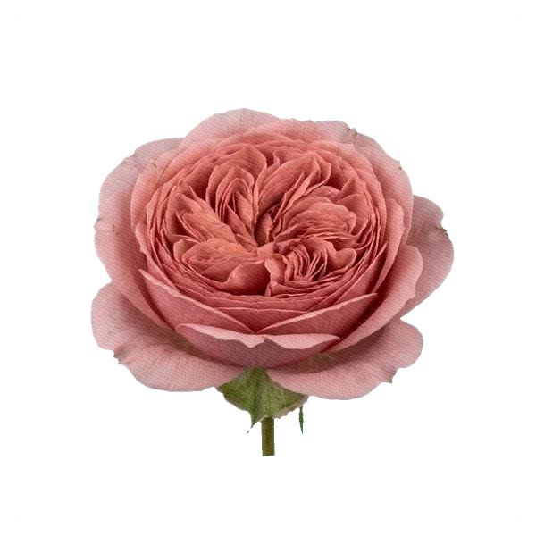 Peony Rose Romantic Antike — side