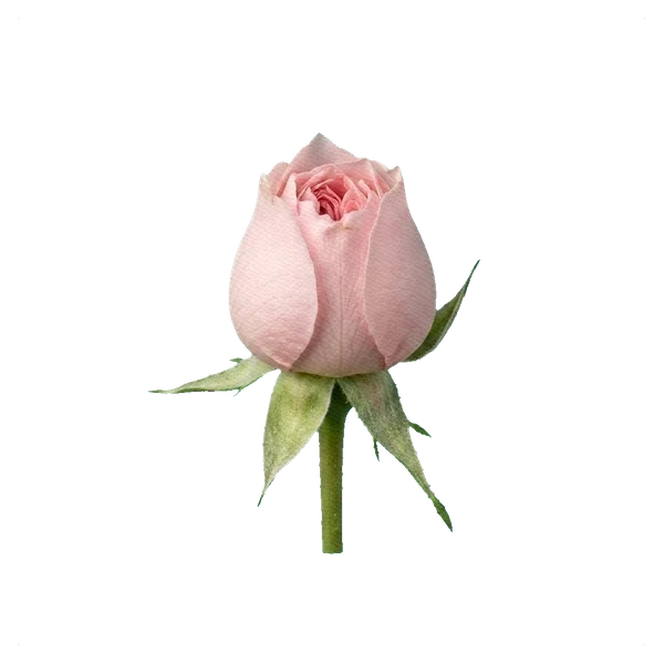 Peony Spray Rose Royal Blush — bud