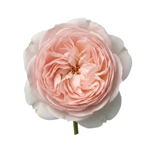 Peony Spray Rose Royal Blush — full