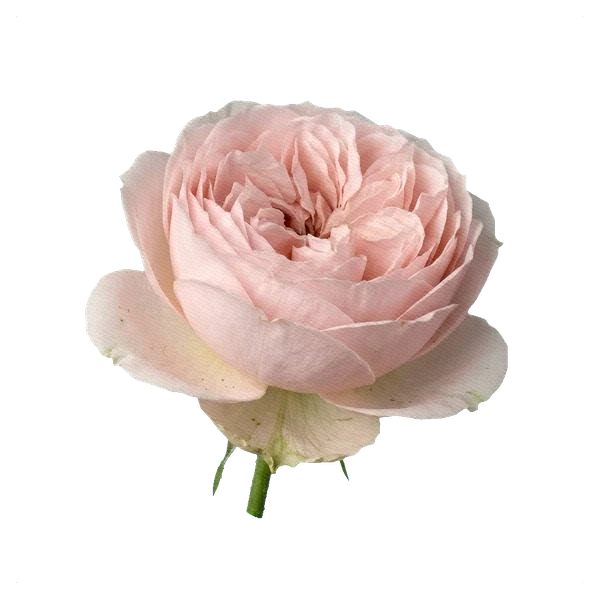 Peony Spray Rose Royal Blush — side